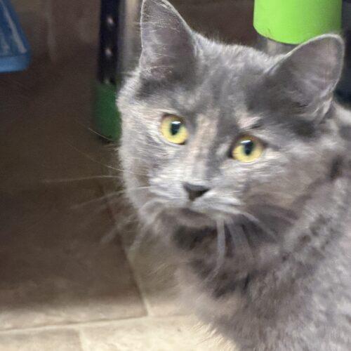 Enlarge Belle, a Adoptable mixed breed in New Market, MN image 4/6