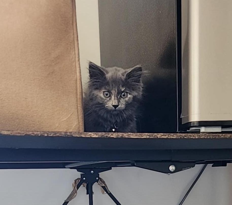 Enlarge Belle, a Adoptable mixed breed in New Market, MN image 6/6