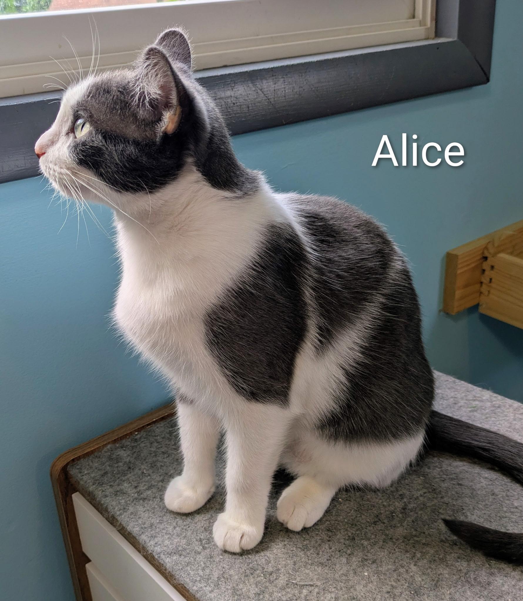 Enlarge Alice, a ADOPTABLE Domestic Short Hair in Mears, MI image 2/5