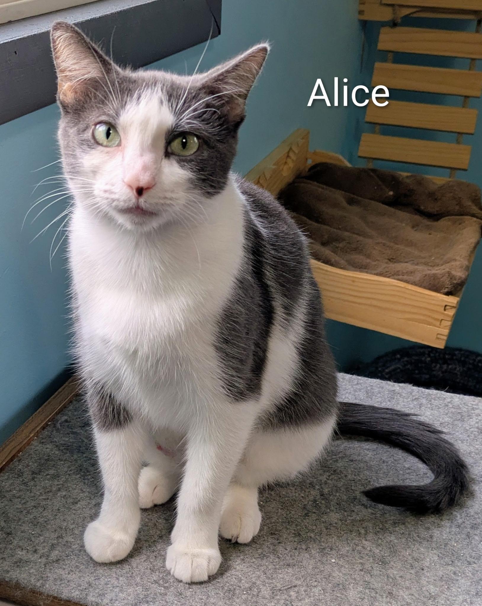 Enlarge Alice, a ADOPTABLE Domestic Short Hair in Mears, MI image 5/5