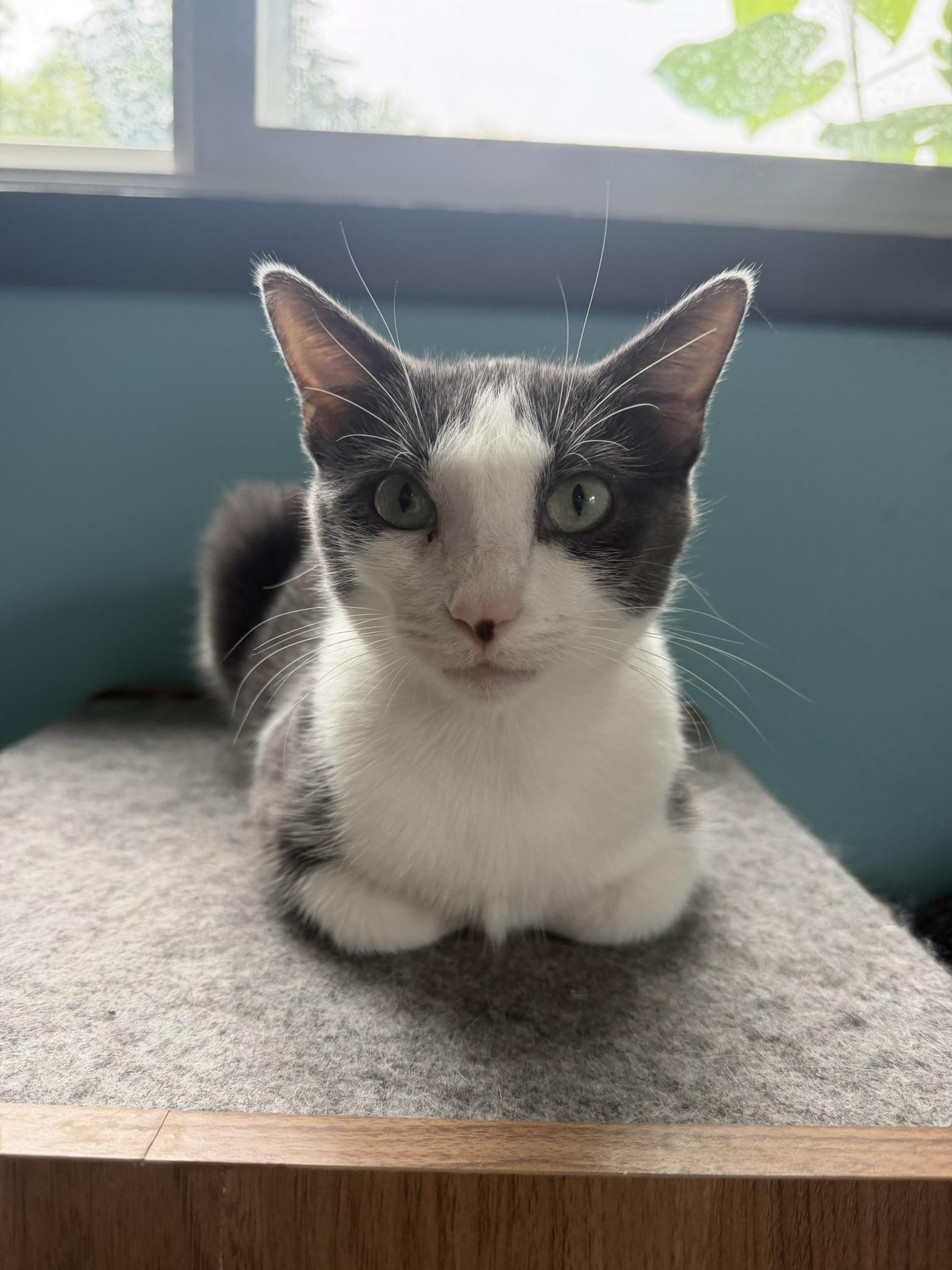 Alice, ADOPTABLE, Adult Female Domestic Short Hair.
