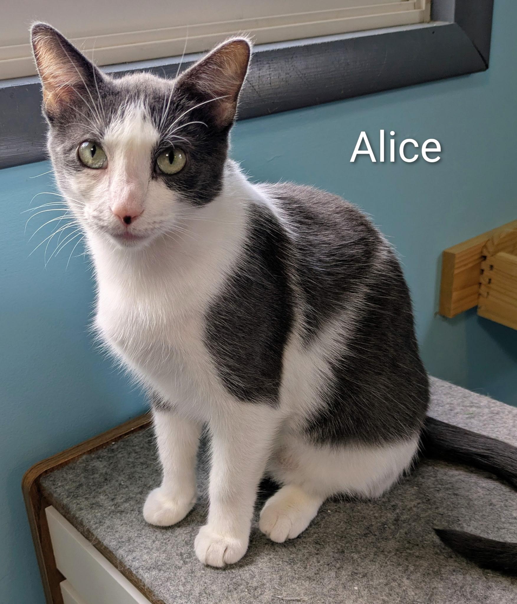 Enlarge Alice, a ADOPTABLE Domestic Short Hair in Mears, MI image 4/5