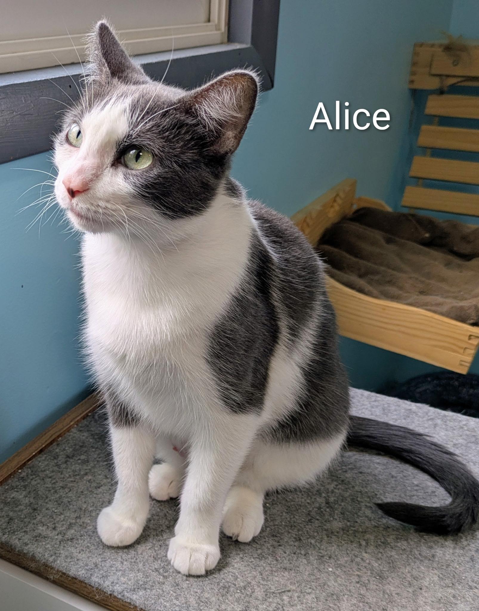 Enlarge Alice, a ADOPTABLE Domestic Short Hair in Mears, MI image 3/5