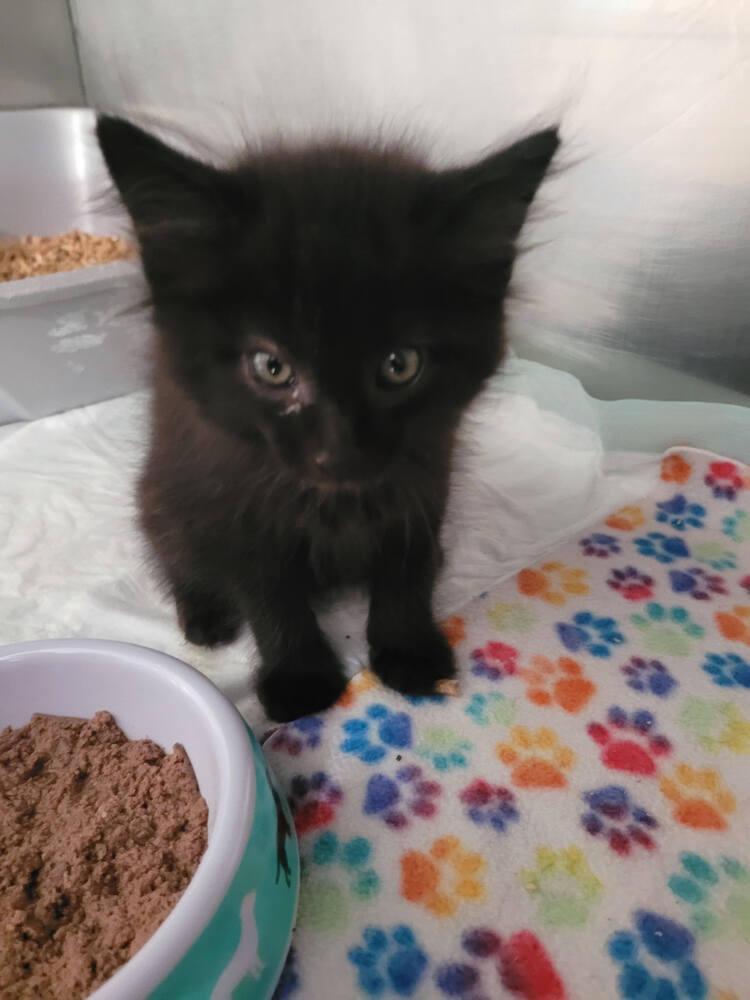Enlarge Nash, a Adoptable mixed breed in Linton, IN image 1/1