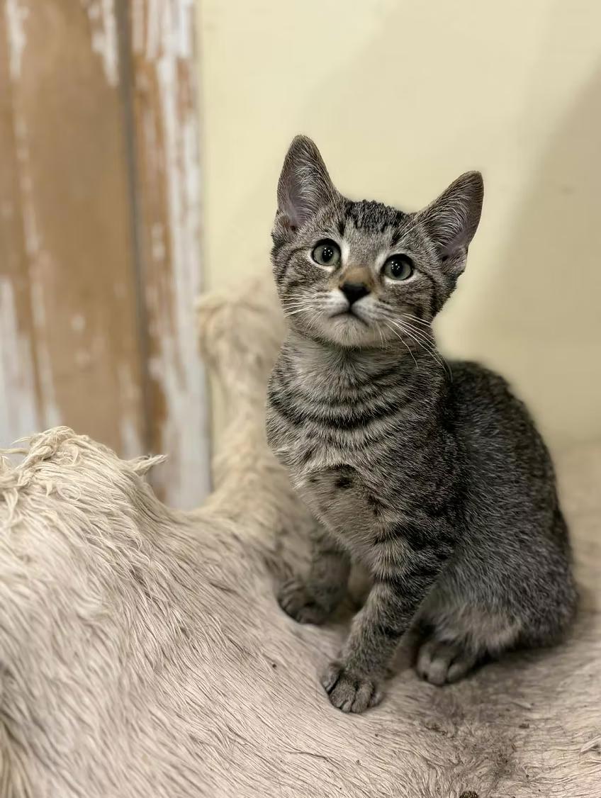Enlarge Shawn, a Adoptable Domestic Short Hair in Calgary, AB image 1/1