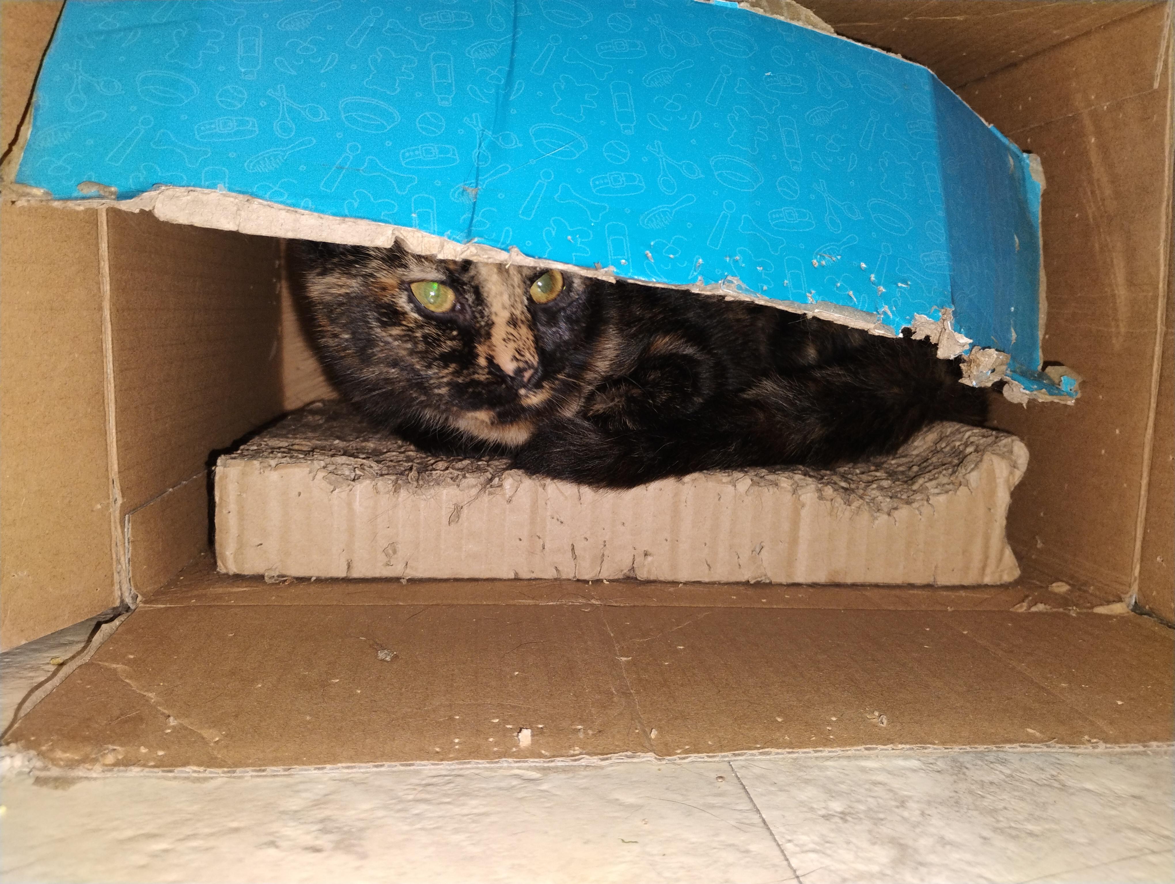 Dahlia, ADOPTABLE, Kitten Female Domestic Short Hair.