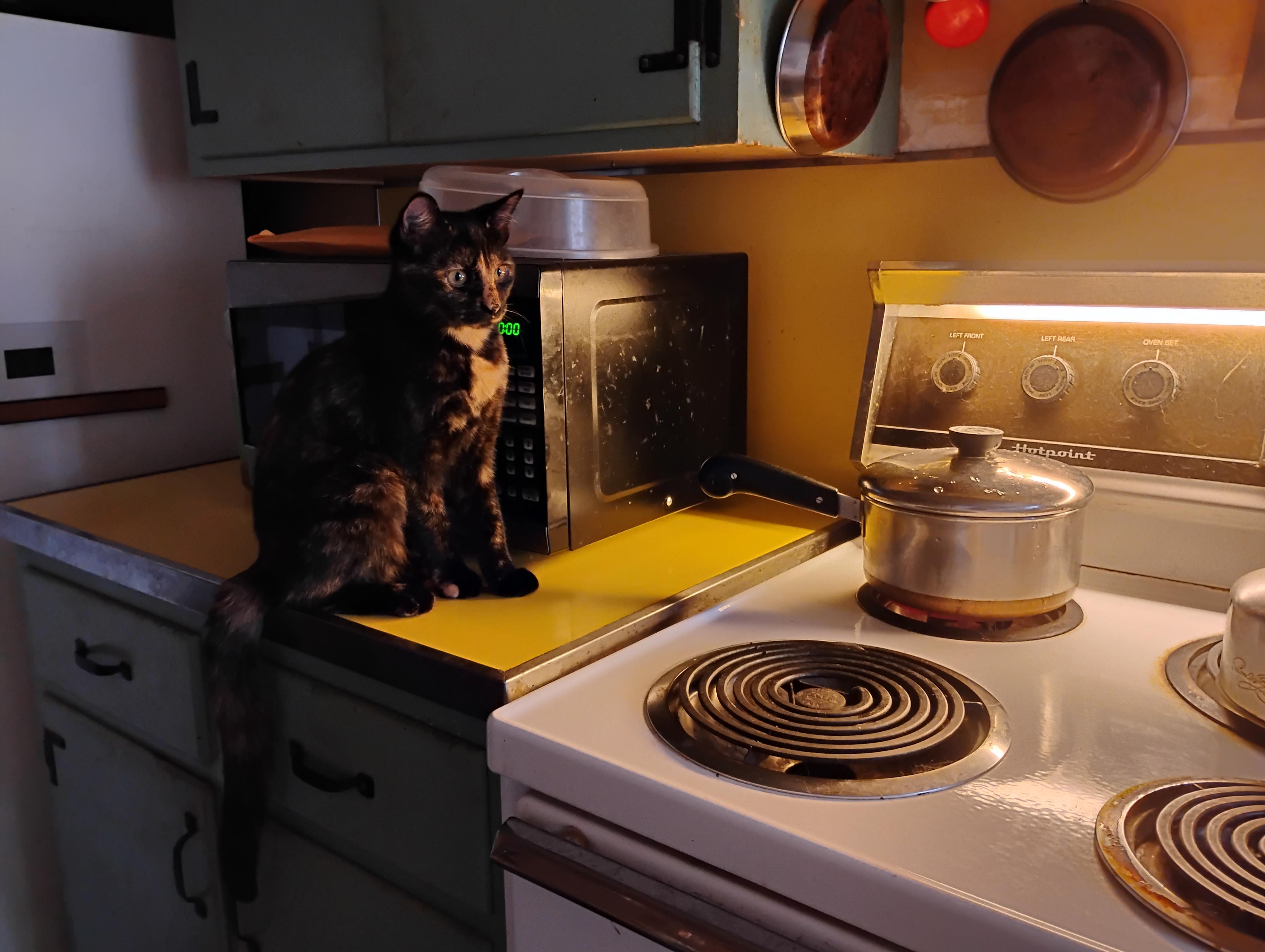 Enlarge Dahlia, a ADOPTABLE mixed breed in Rochester, NY image 2/6