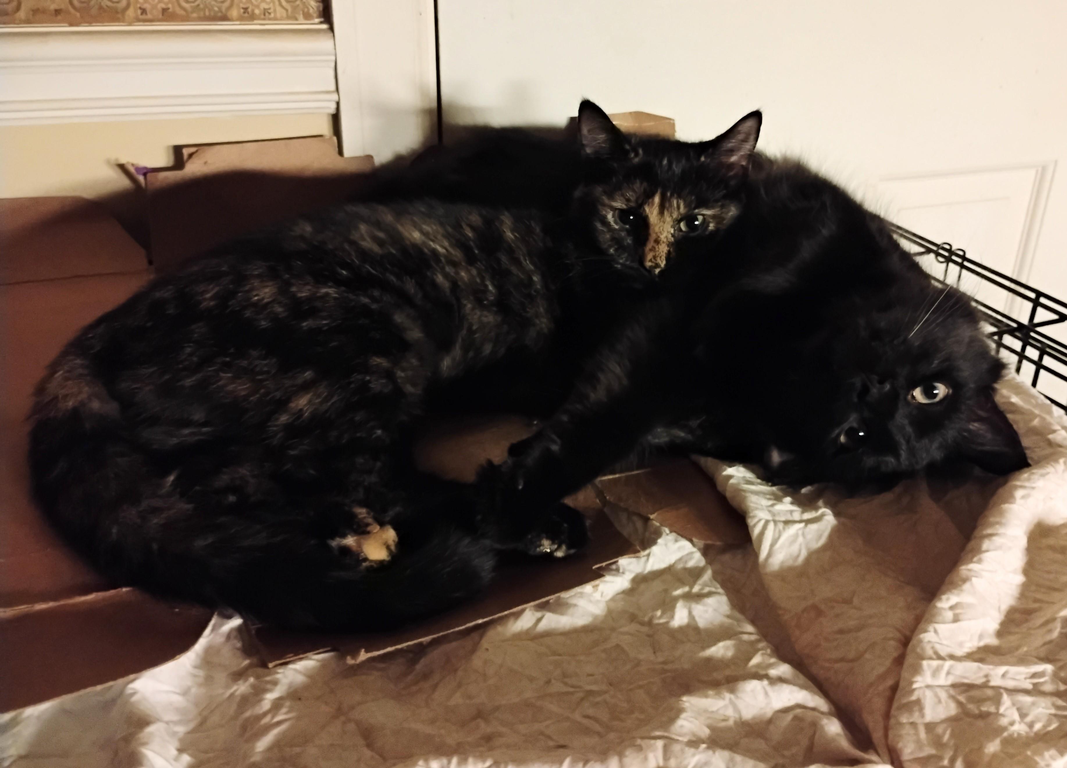 Enlarge Dahlia, a ADOPTABLE mixed breed in Rochester, NY image 3/6