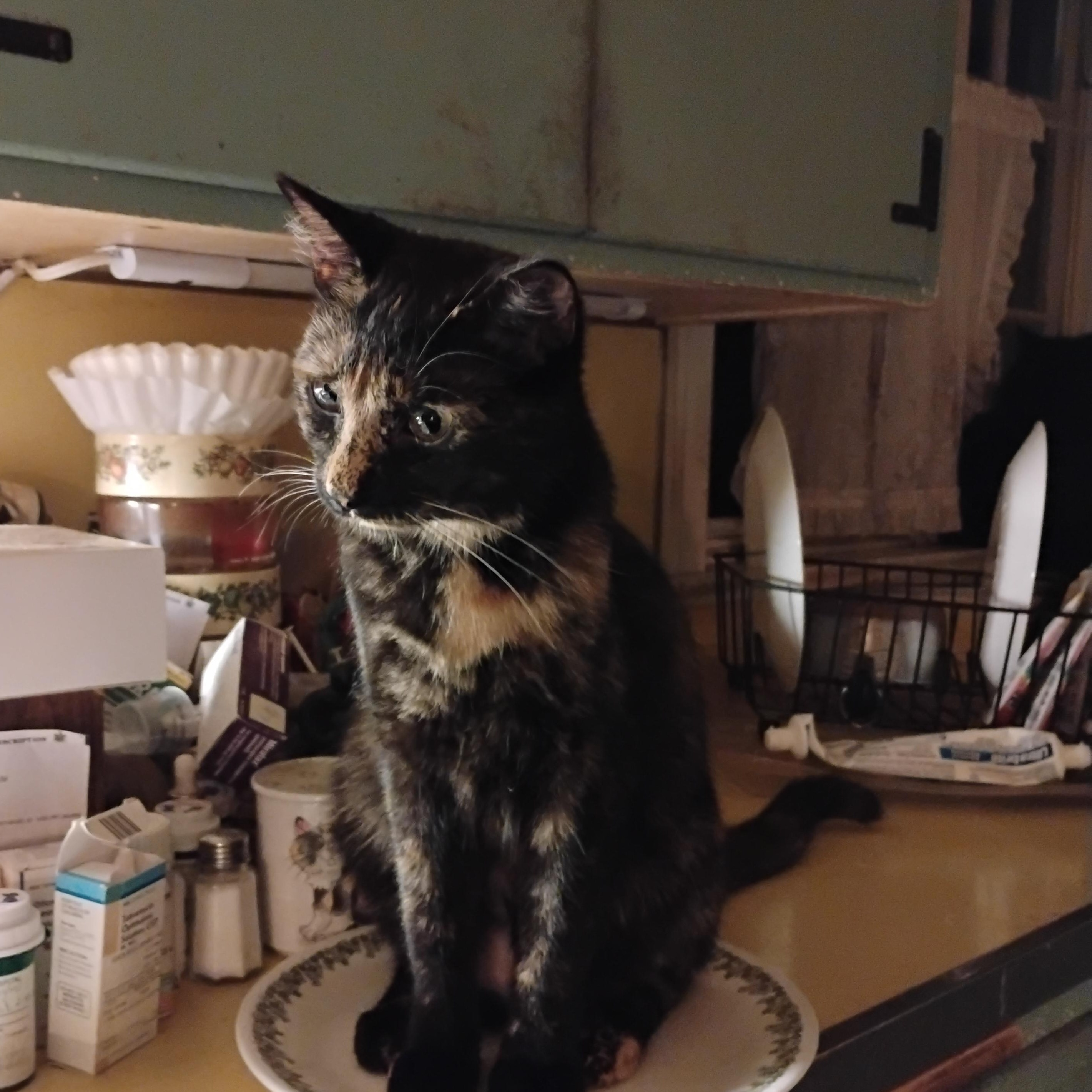 Dahlia, ADOPTABLE, Kitten Female Domestic Short Hair.