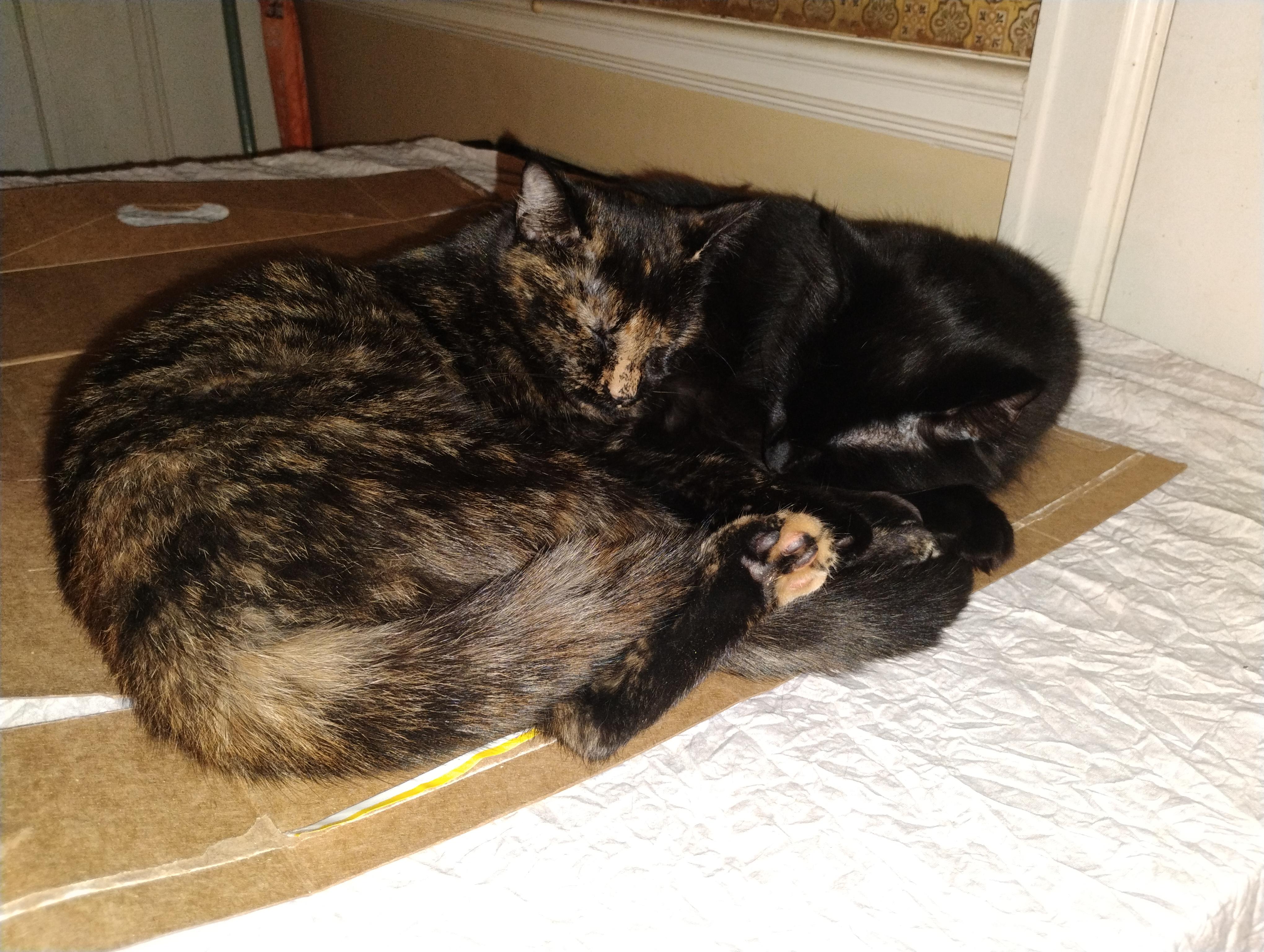 Enlarge Dahlia, a ADOPTABLE mixed breed in Rochester, NY image 5/6