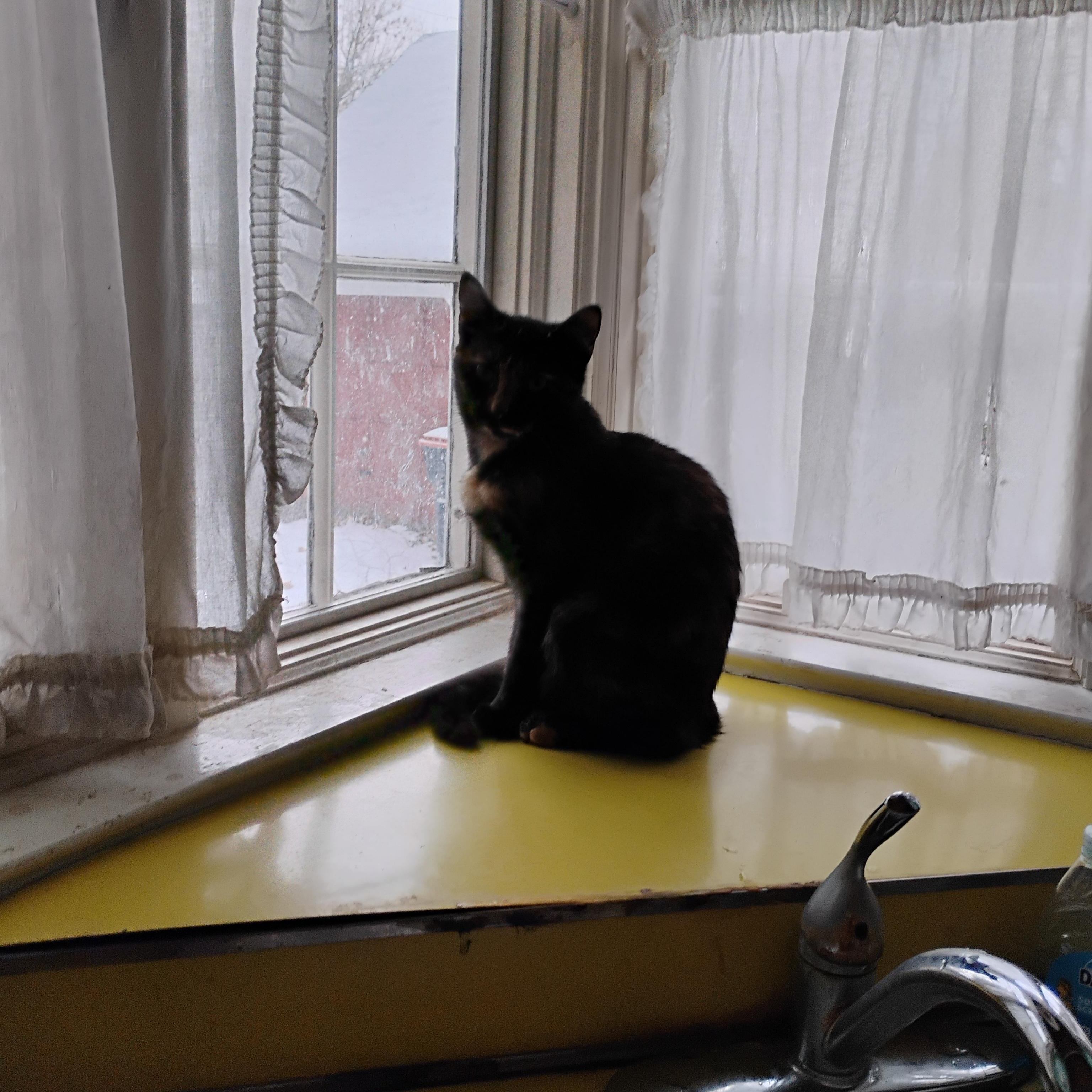 Enlarge Dahlia, a ADOPTABLE mixed breed in Rochester, NY image 6/6