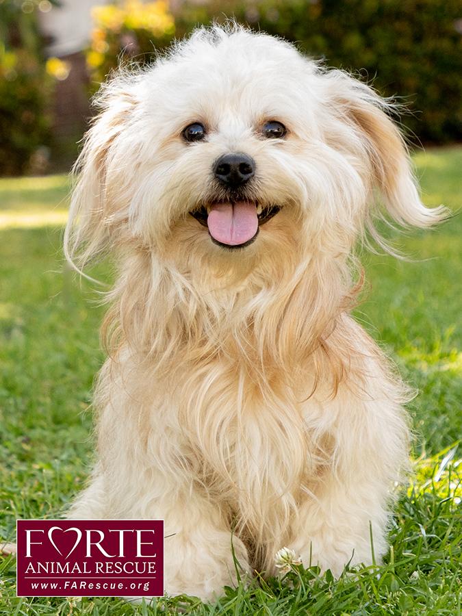 Pancho, a Adoptable mixed breed in Marina Del Rey, CA image 6/6