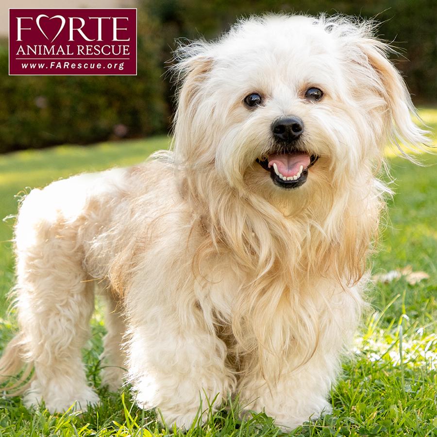 Pancho, a Adoptable mixed breed in Marina Del Rey, CA image 4/6