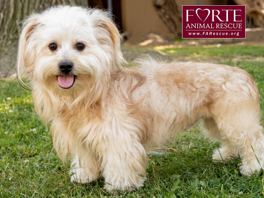 Pancho, a Adoptable mixed breed in Marina Del Rey, CA image 2/6