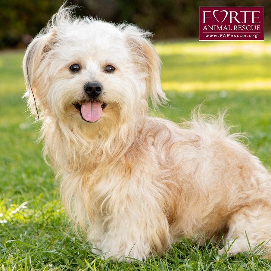 Pancho, Adoptable, Young Male Havanese.