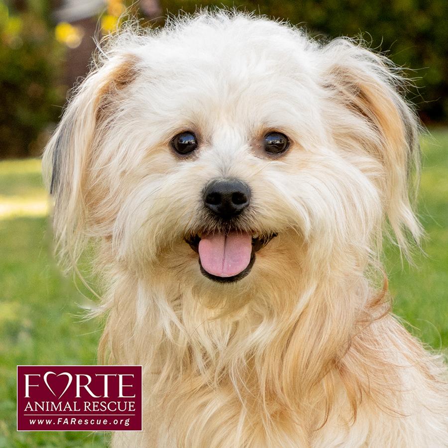 Pancho, a Adoptable mixed breed in Marina Del Rey, CA image 5/6