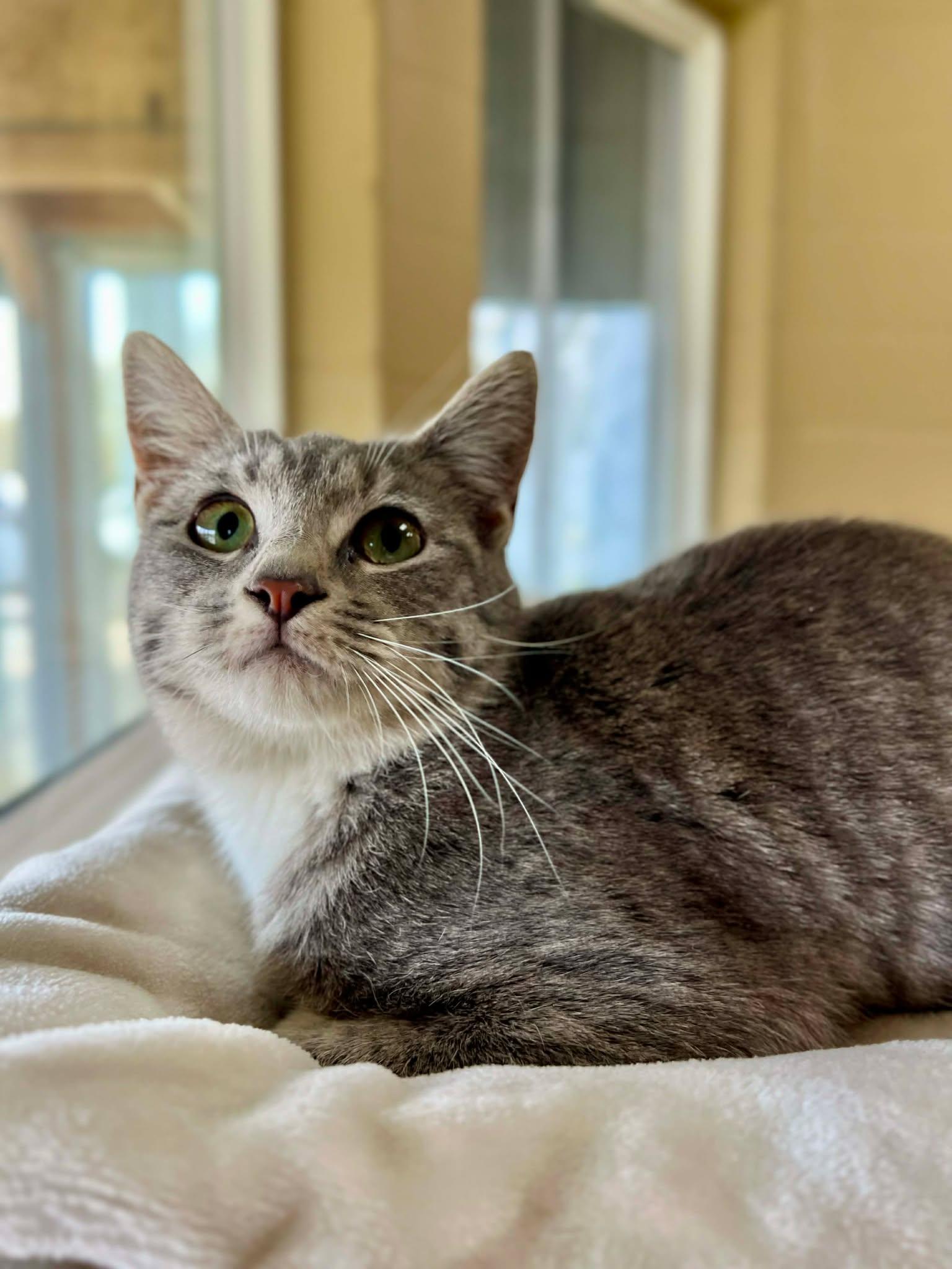 Enlarge Jayla, an adopted Domestic Short Hair in Fort Payne, AL image 1/1