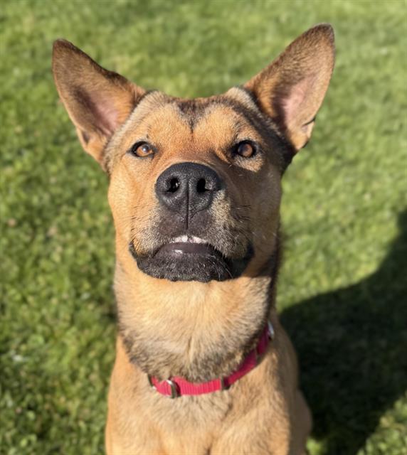Enlarge EZEQUIEL, a Adoptable mixed breed in Auburn, CA image 1/1