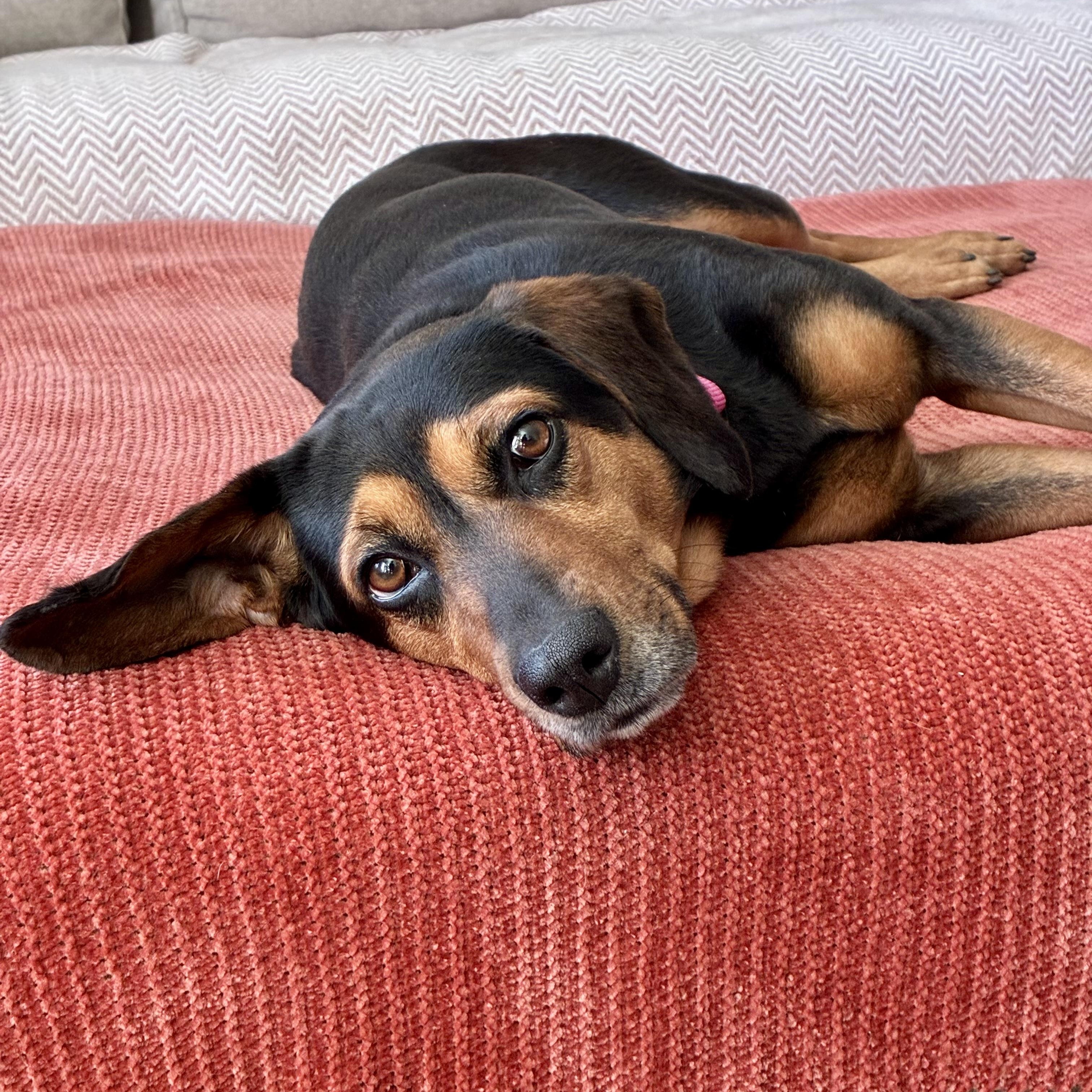 Enlarge Lady Bird, a Adoptable mixed breed in Rock Hill, SC image 5/6