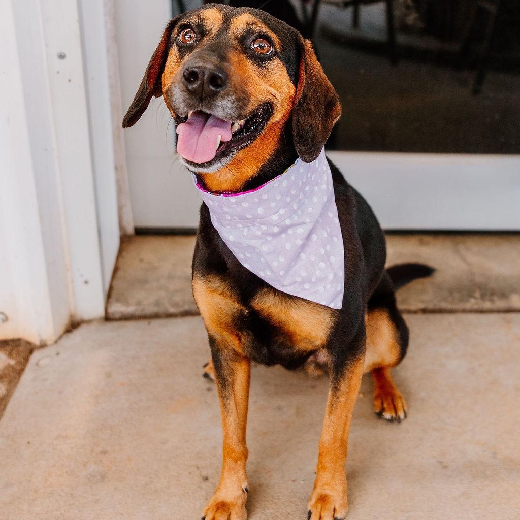 Enlarge Lady Bird, a Adoptable mixed breed in Rock Hill, SC image 2/6