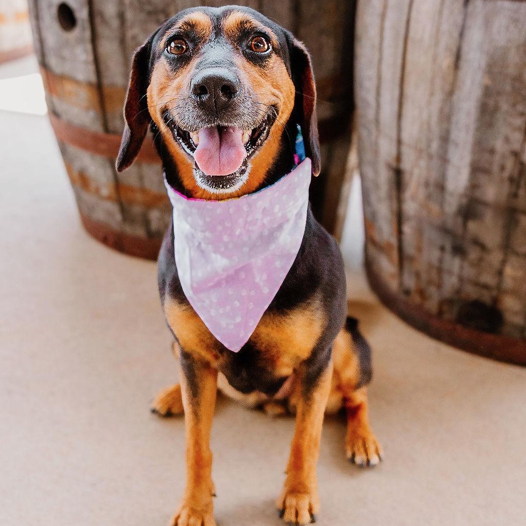 Lady Bird, Adoptable, Adult Female Hound & Beagle.