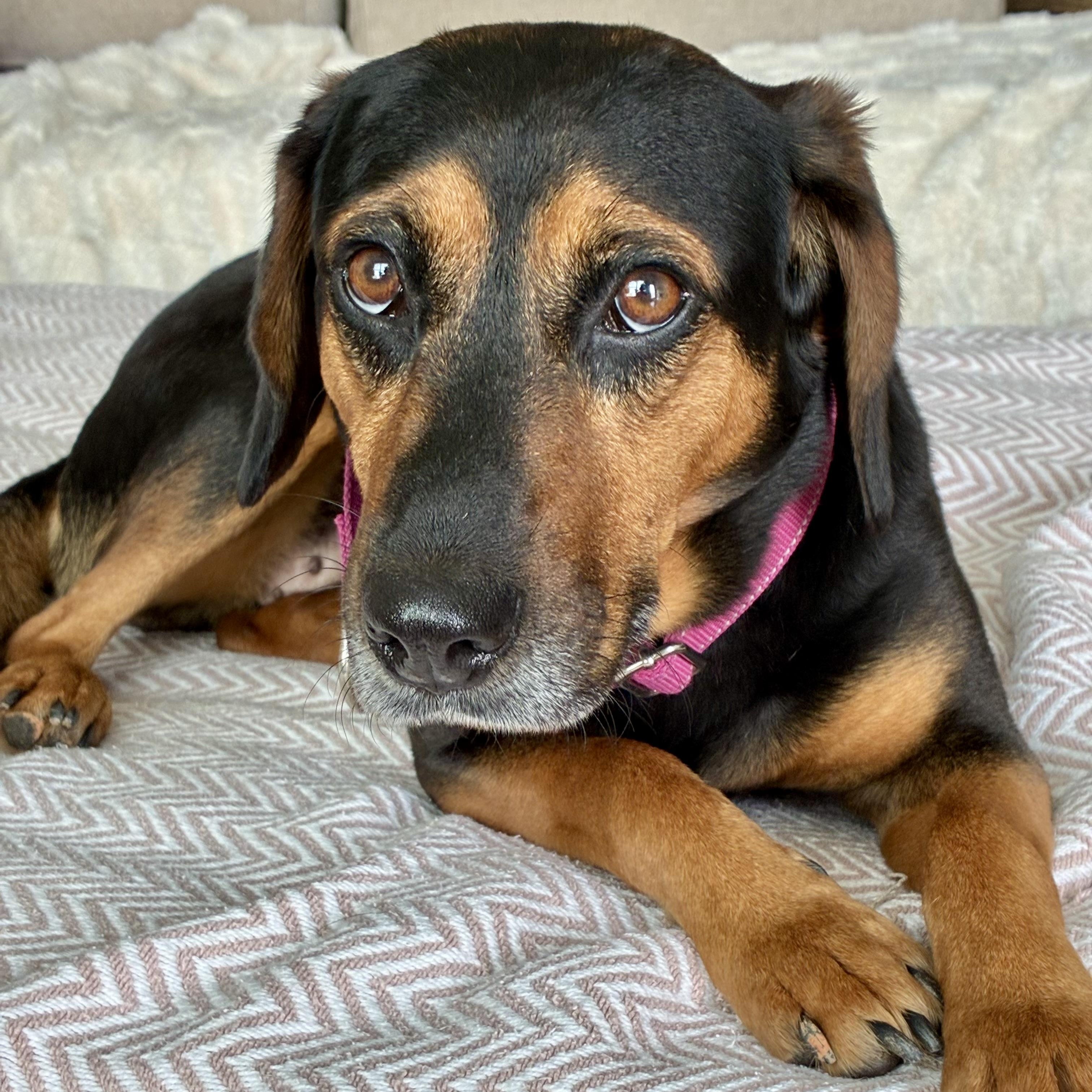 Enlarge Lady Bird, a Adoptable mixed breed in Rock Hill, SC image 1/6