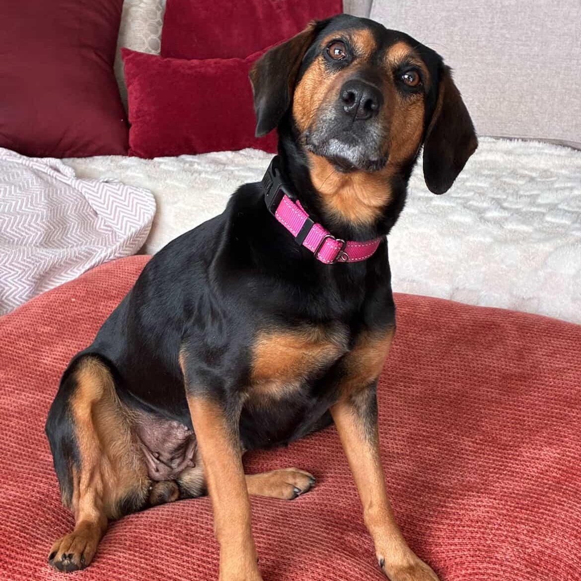 Enlarge Lady Bird, a Adoptable mixed breed in Rock Hill, SC image 3/6