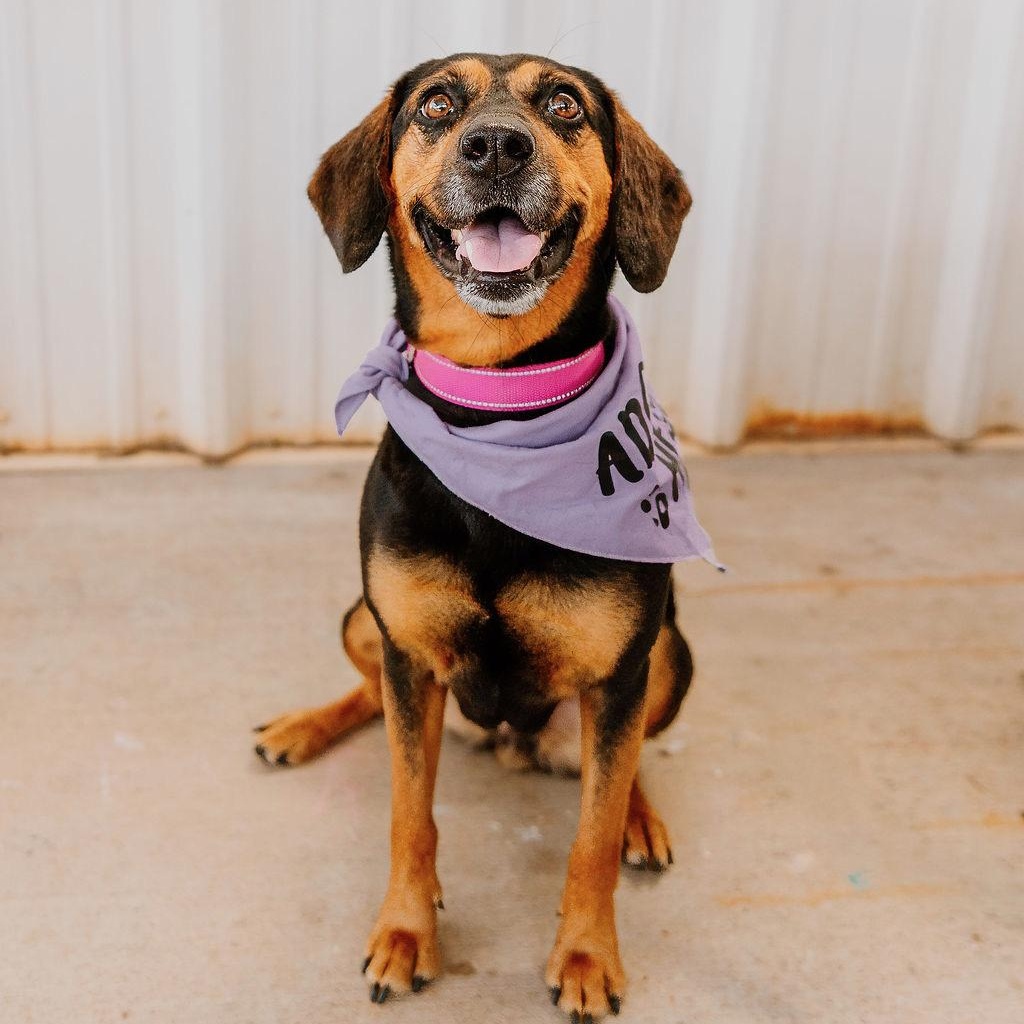 Enlarge Lady Bird, a Adoptable mixed breed in Rock Hill, SC image 6/6