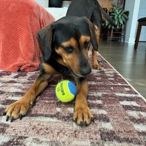 Enlarge Lady Bird, a Adoptable mixed breed in Rock Hill, SC image 6/6