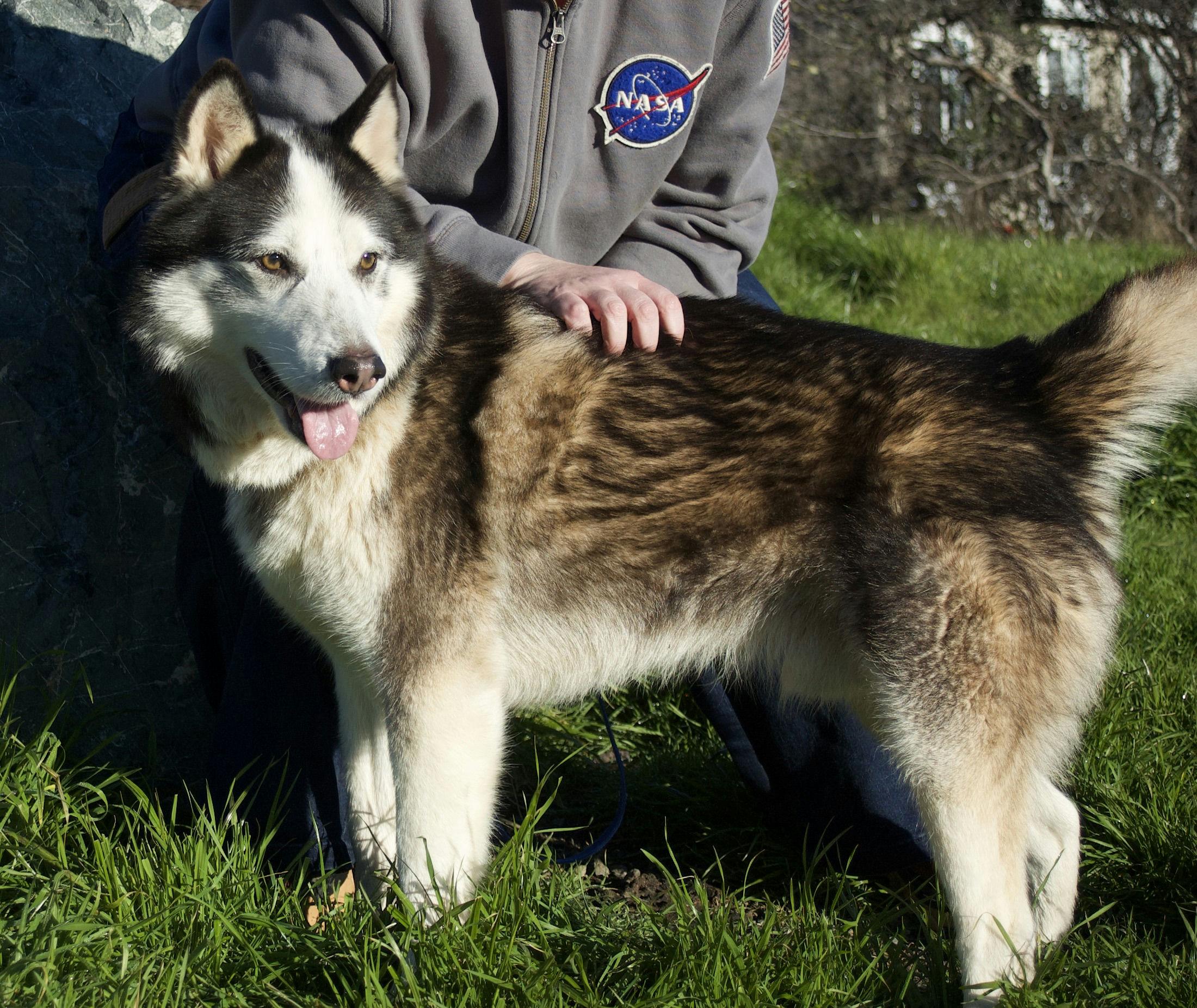 Enlarge Archer, a ADOPTABLE Husky in Grass Valley, CA image 3/6