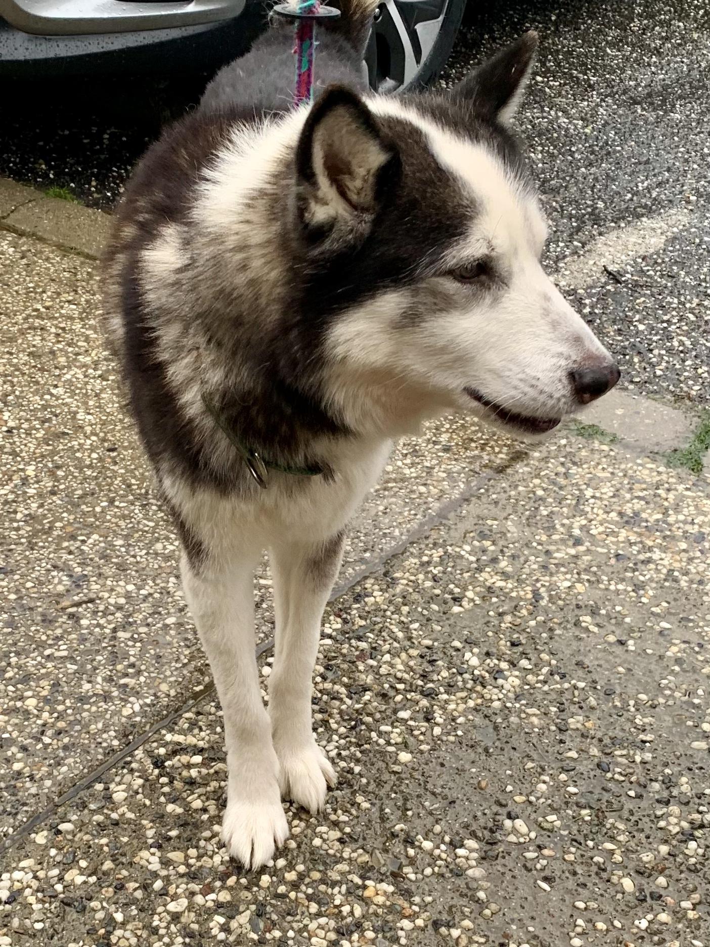 Enlarge Archer, a ADOPTABLE Husky in Grass Valley, CA image 5/6