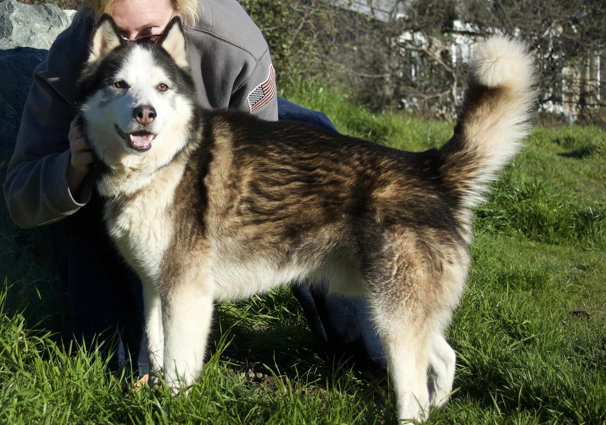 Enlarge Archer, a ADOPTABLE Husky in Grass Valley, CA image 2/6