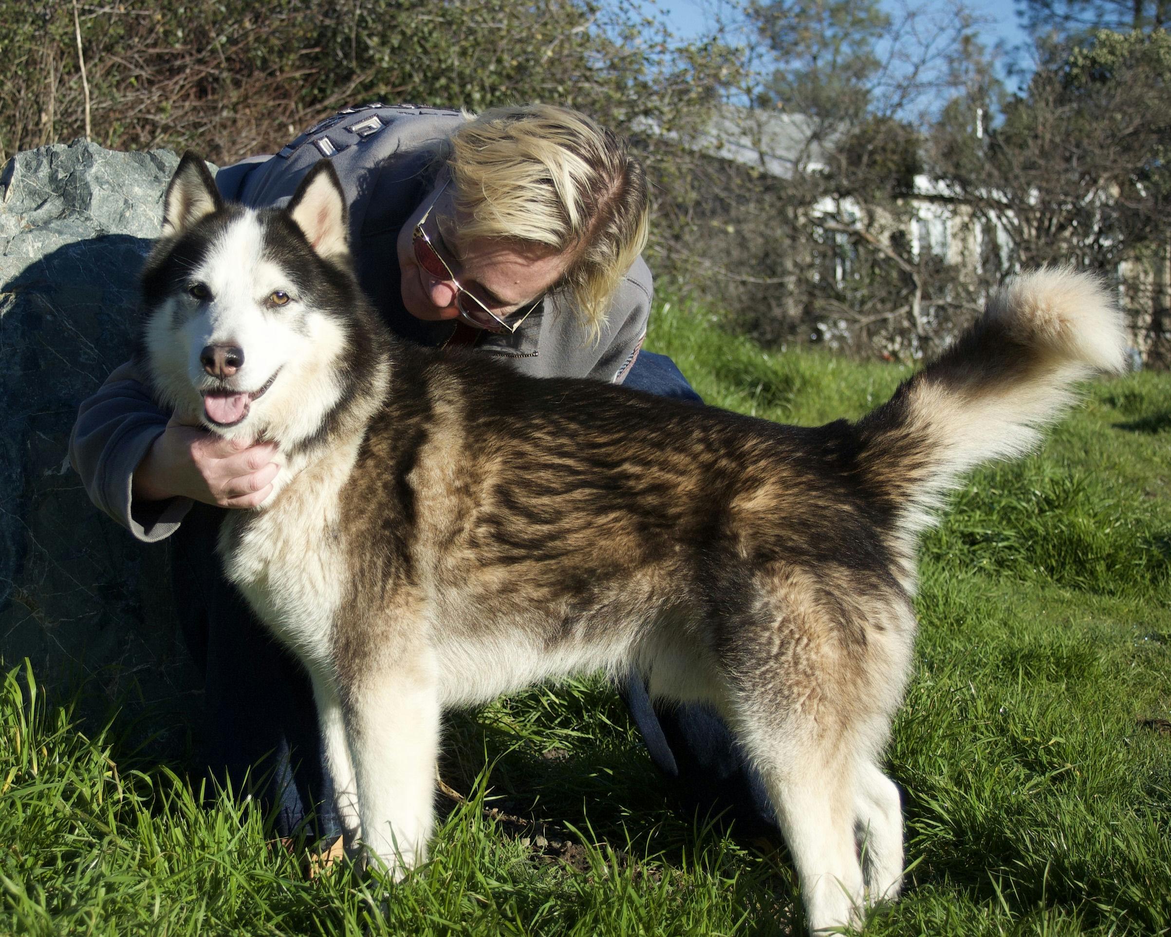 Archer, ADOPTABLE, Adult Male Husky.