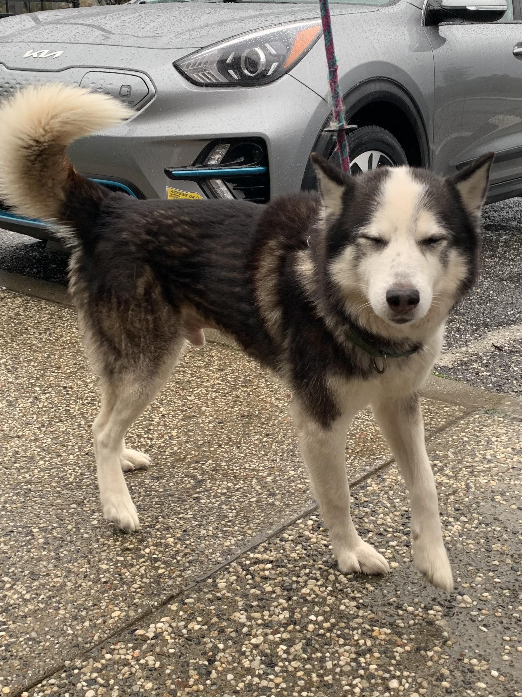 Enlarge Archer, a ADOPTABLE Husky in Grass Valley, CA image 4/6
