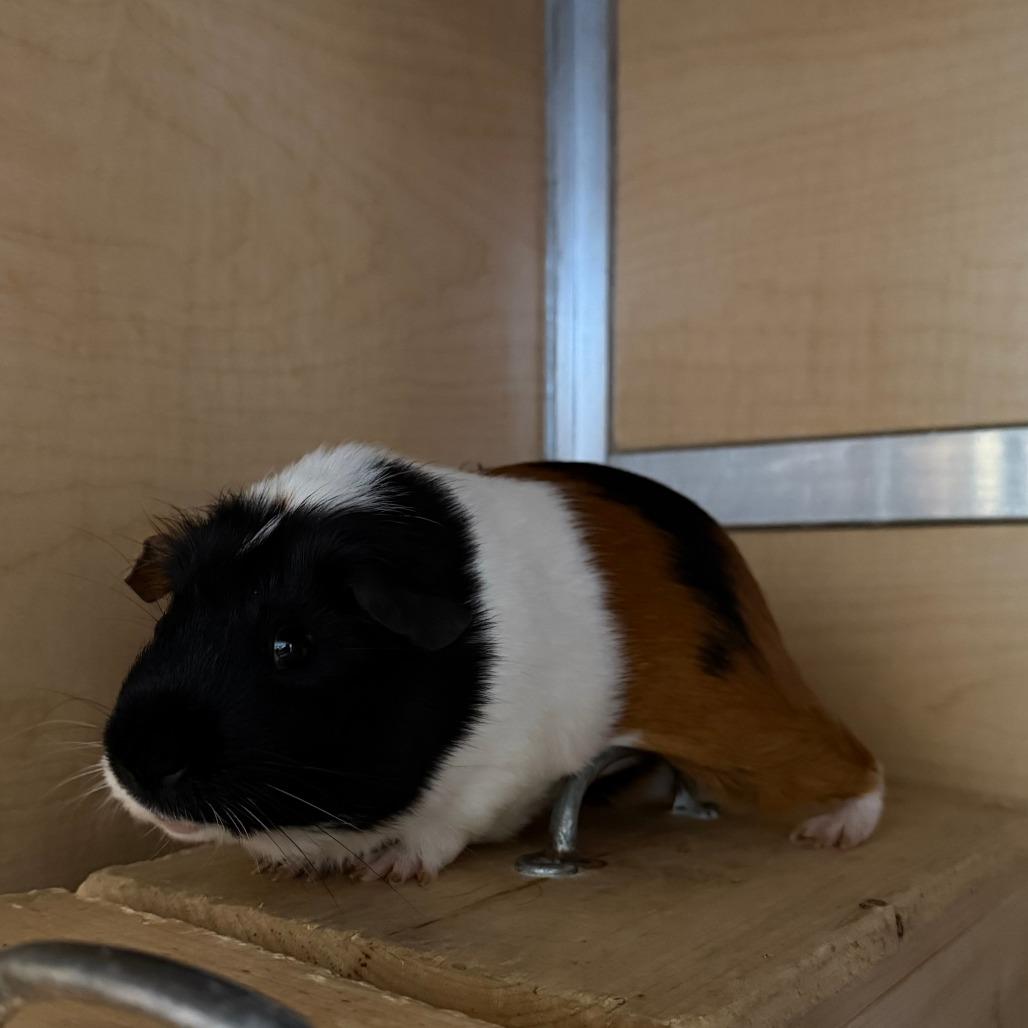Louie, Adoptable, Young Male Guinea Pig.