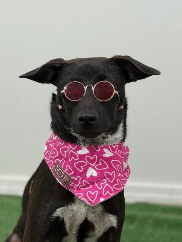 Enlarge Lady-One of our Amazing Rescue Dogs, a Adoptable mixed breed in Sacramento, CA image 1/1