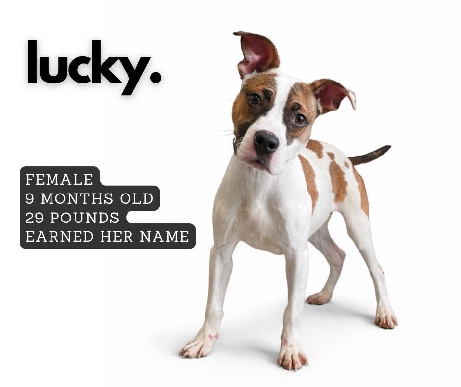 Enlarge Lucky, a Adoptable mixed breed in Ashland, KY image 1/1