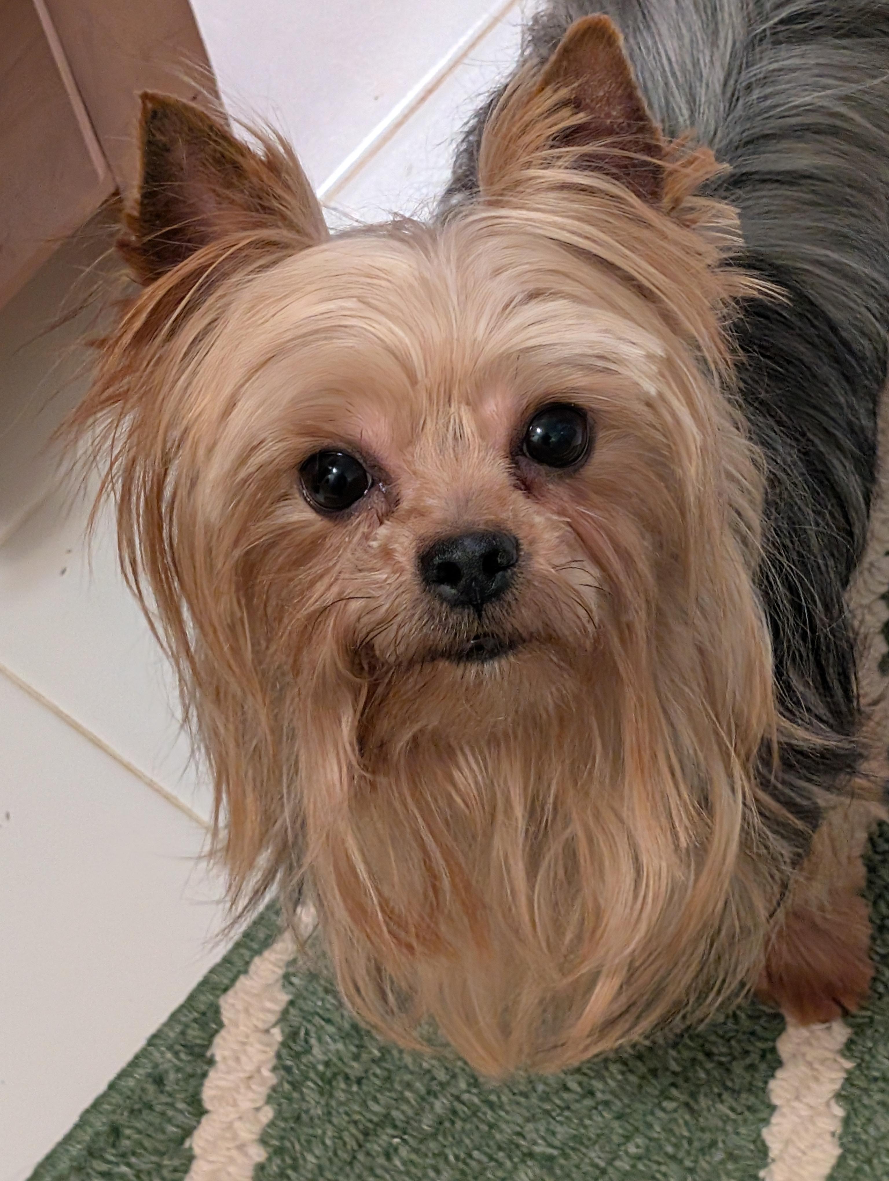 Dallas, ADOPTABLE, Adult Male Yorkshire Terrier.