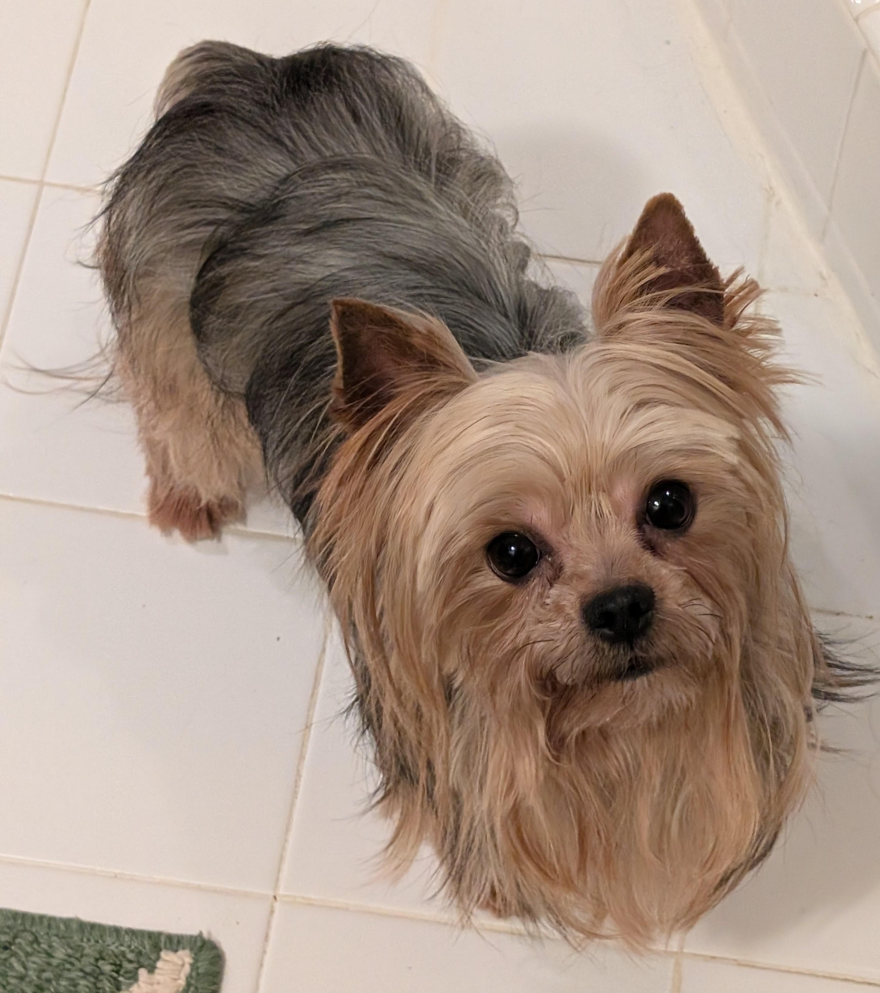 Enlarge Dallas, a ADOPTABLE Yorkshire Terrier in Greensboro, NC image 2/6