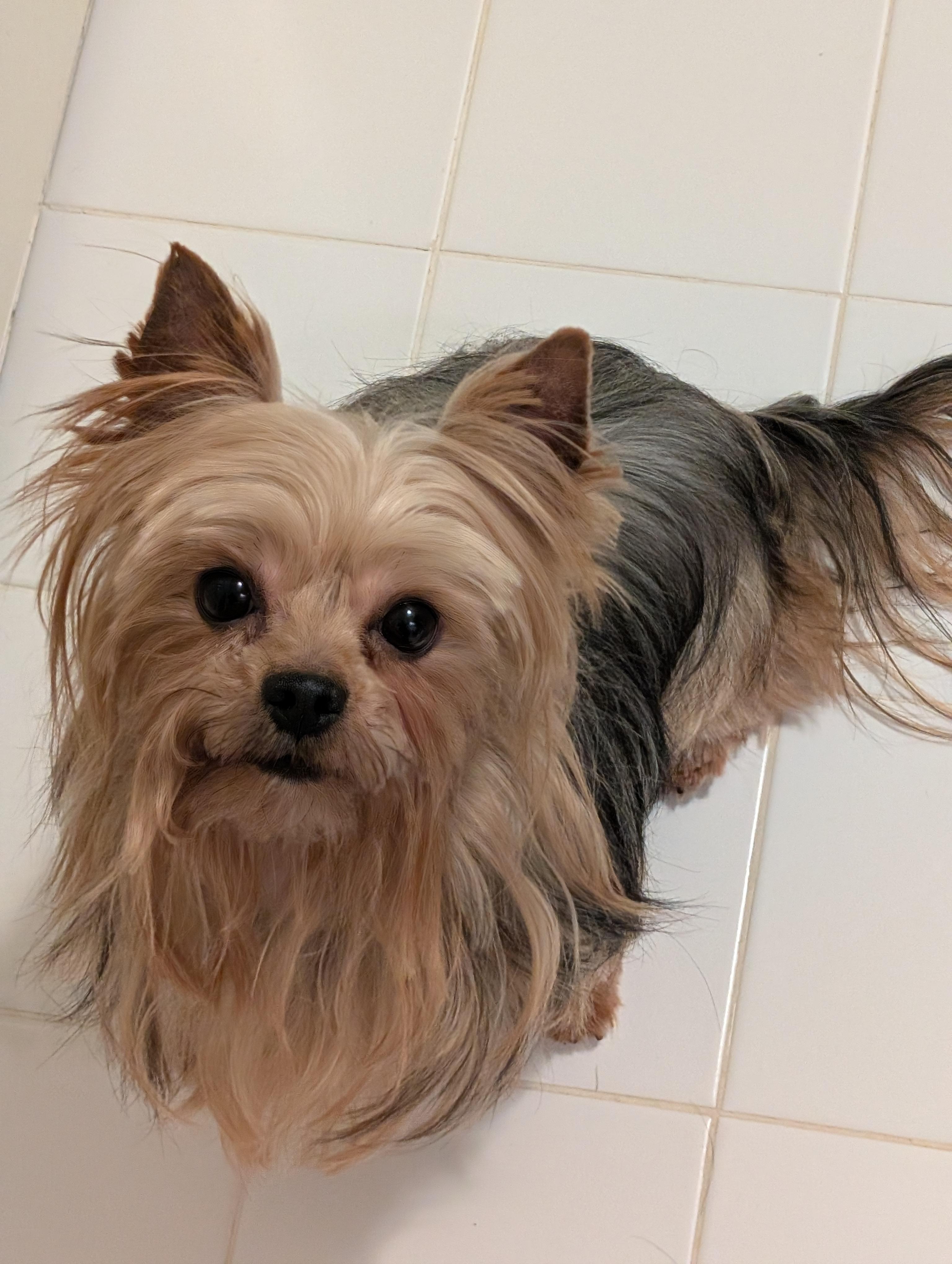Enlarge Dallas, a ADOPTABLE Yorkshire Terrier in Greensboro, NC image 4/6