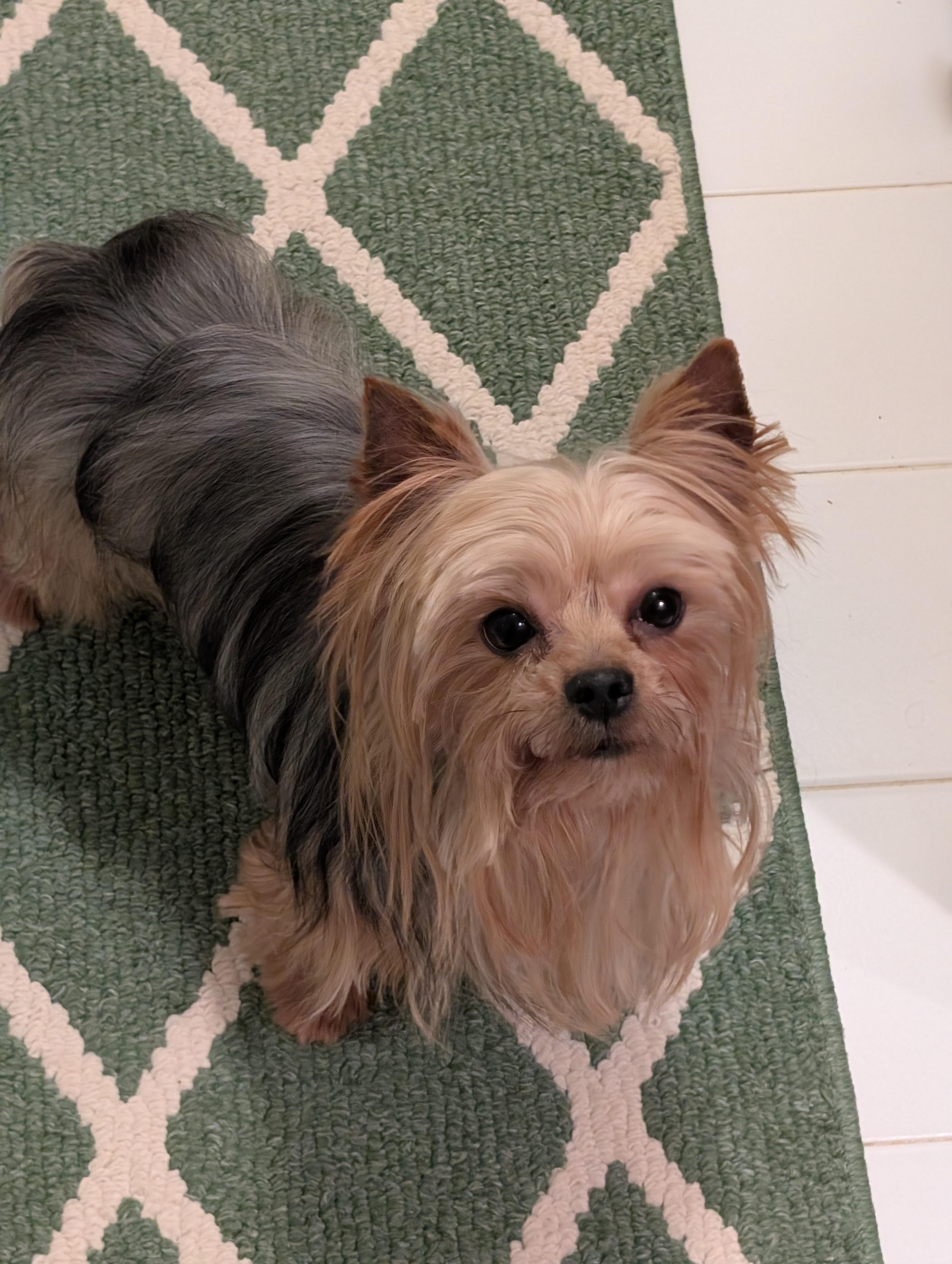 Enlarge Dallas, a ADOPTABLE Yorkshire Terrier in Greensboro, NC image 5/6