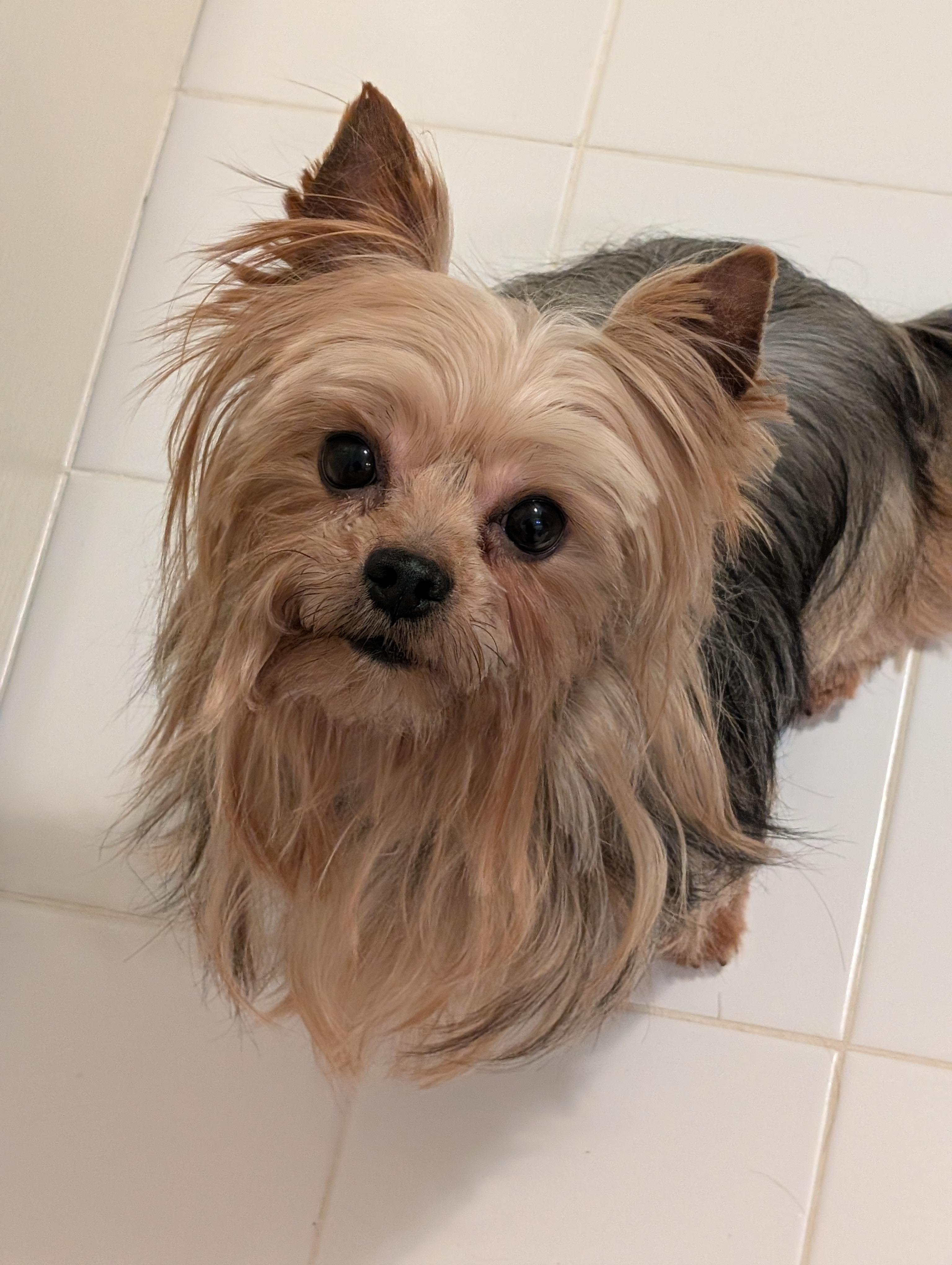 Dallas, ADOPTABLE, Adult Male Yorkshire Terrier.