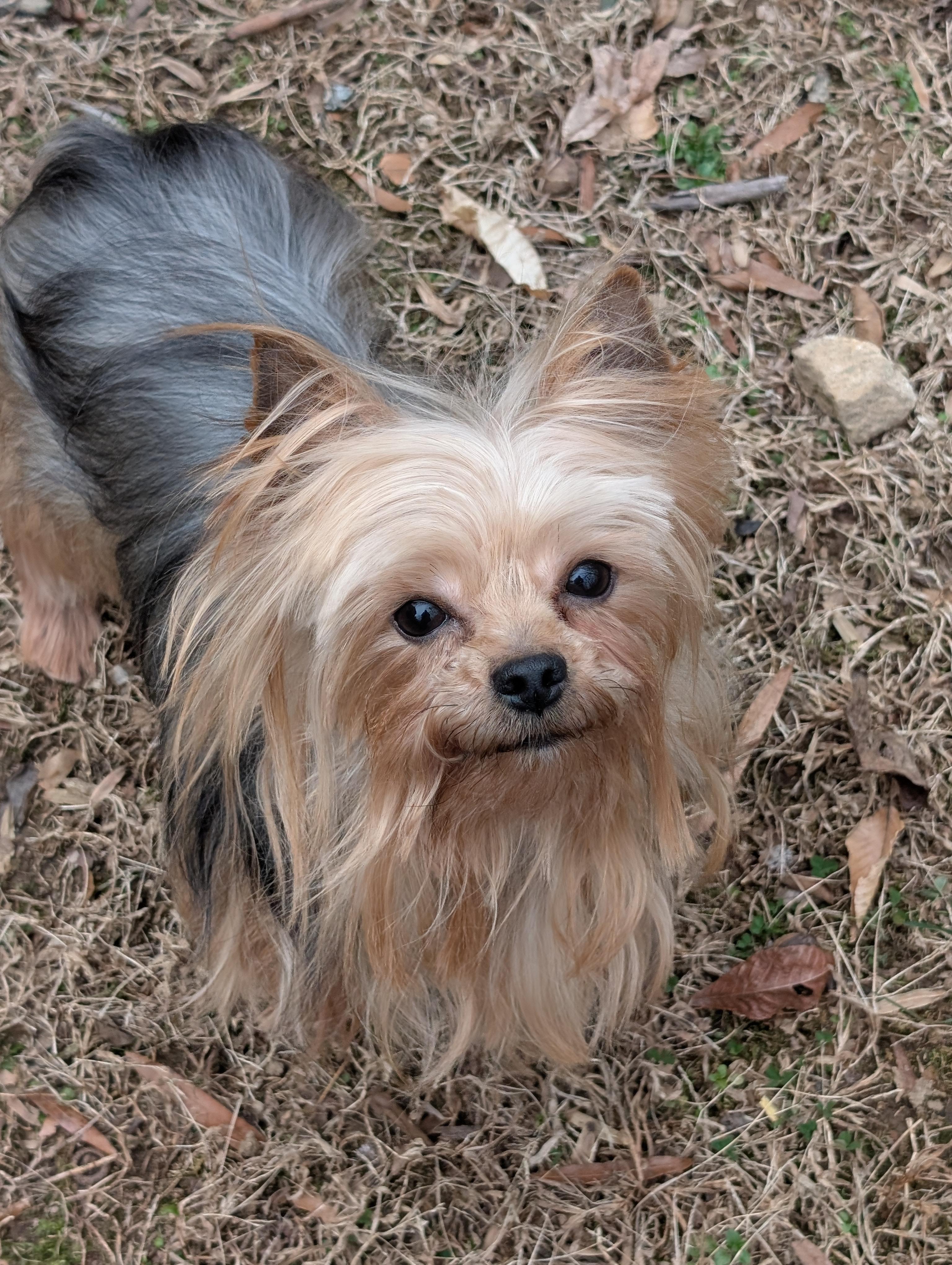 Enlarge Dallas, a ADOPTABLE Yorkshire Terrier in Greensboro, NC image 6/6