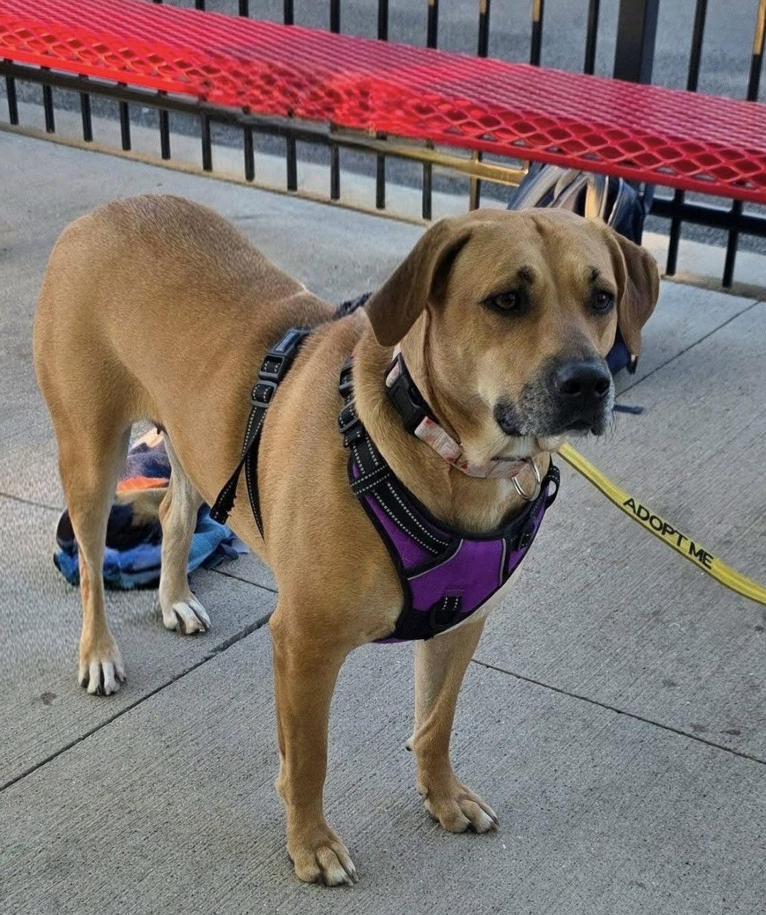 Peaches, a Adoptable mixed breed in Elgin, IL image 1/3