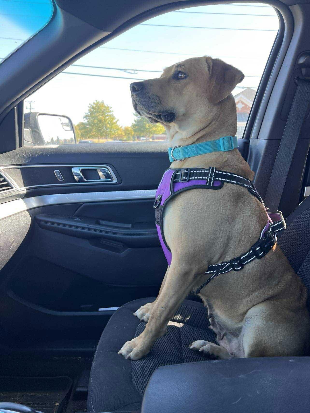 Peaches, a Adoptable mixed breed in Elgin, IL image 1/3