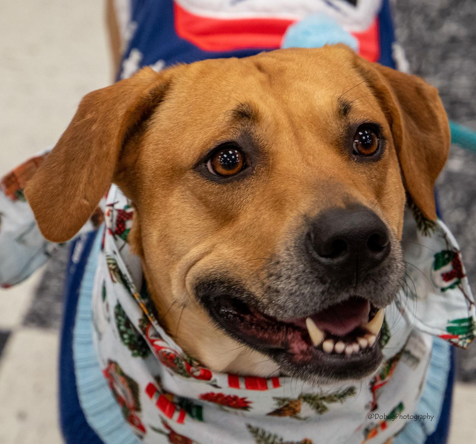 Peaches, a Adoptable mixed breed in Elgin, IL image 2/3