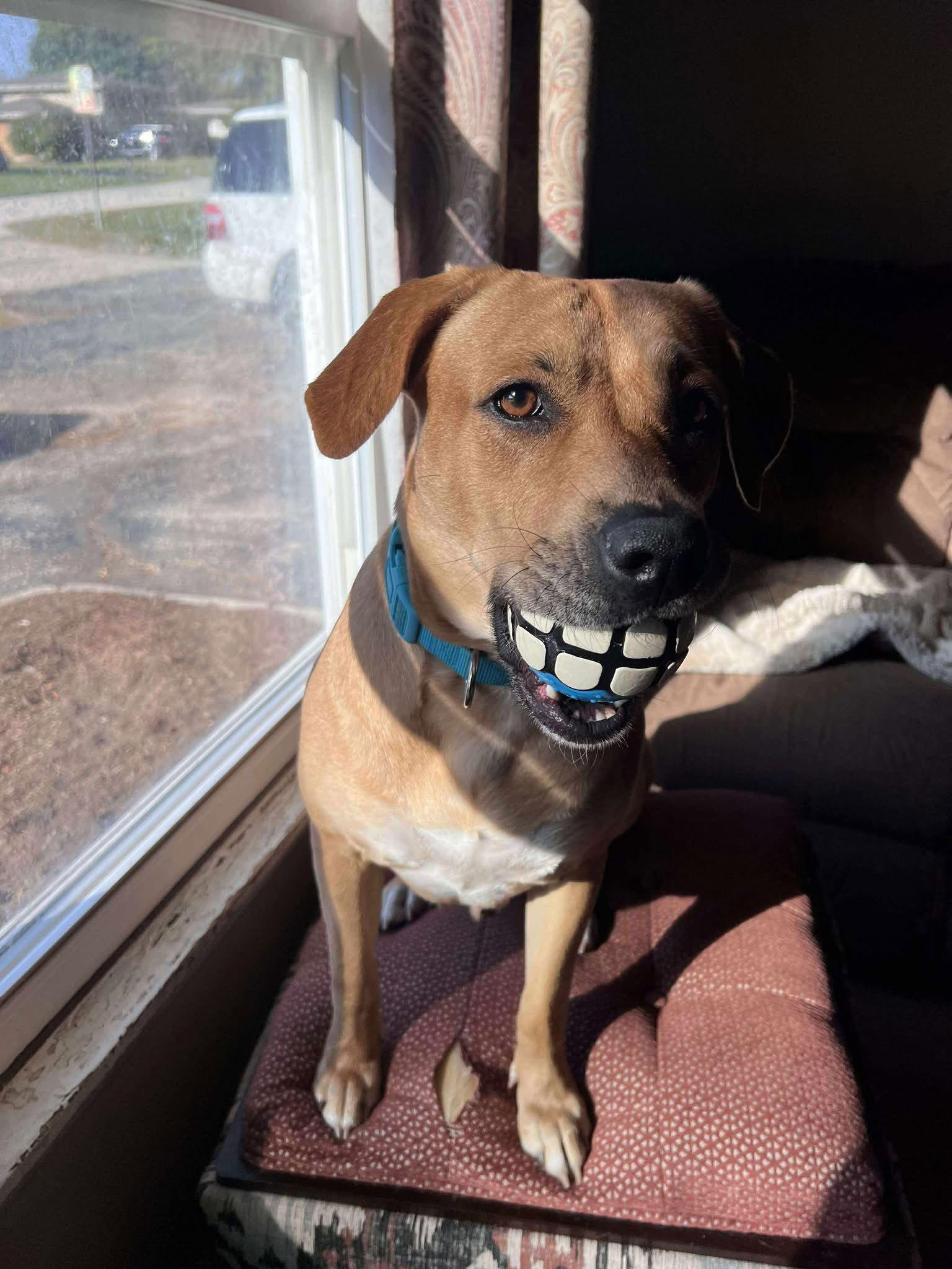 Enlarge Peaches, a Adoptable mixed breed in Elgin, IL image 2/2