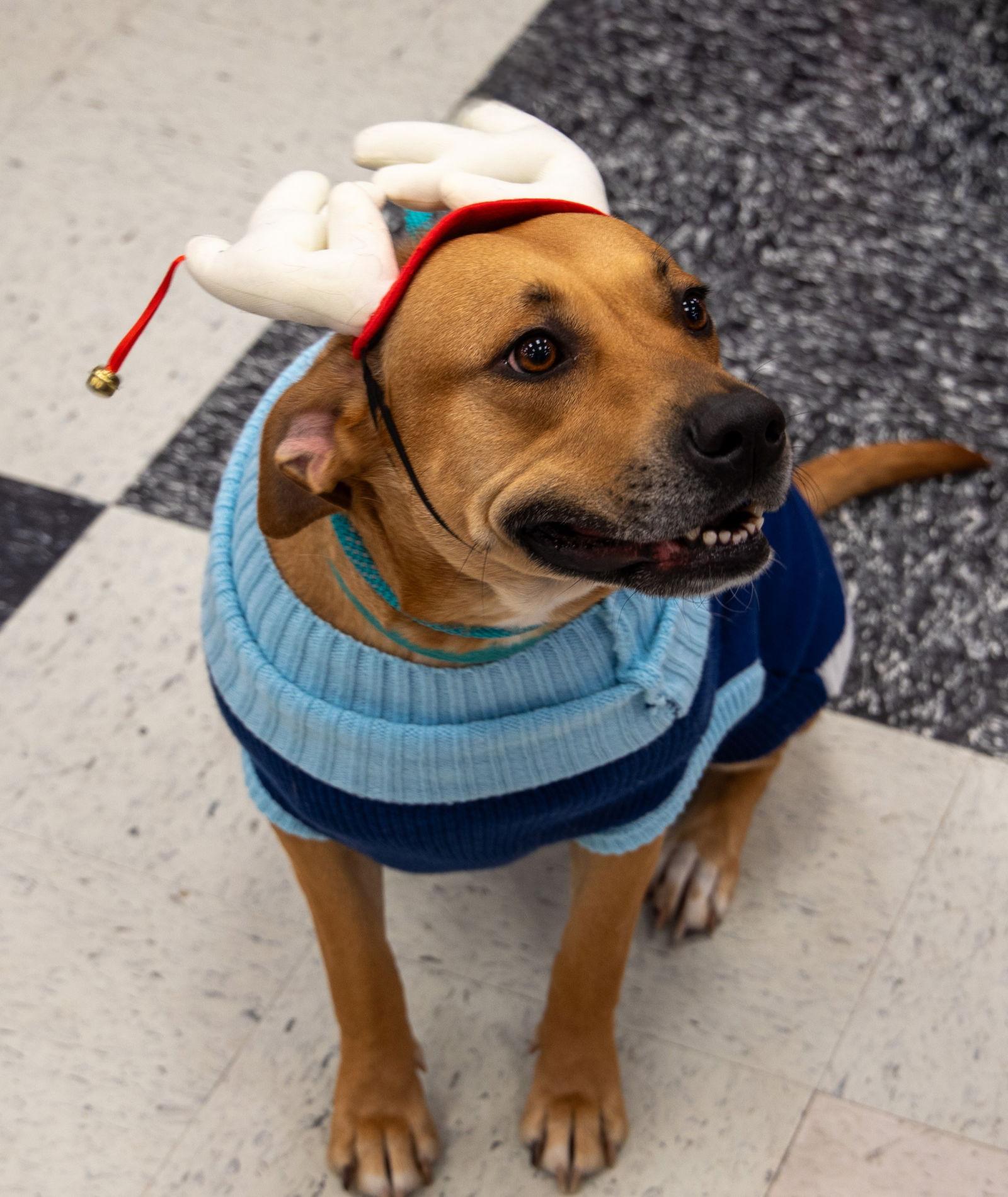 Peaches, a Adoptable mixed breed in Elgin, IL image 3/3