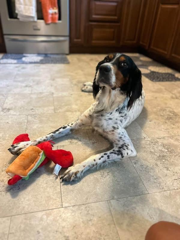 Enlarge Jilly Bean, a Adoptable English Setter in Louisville, KY image 3/5