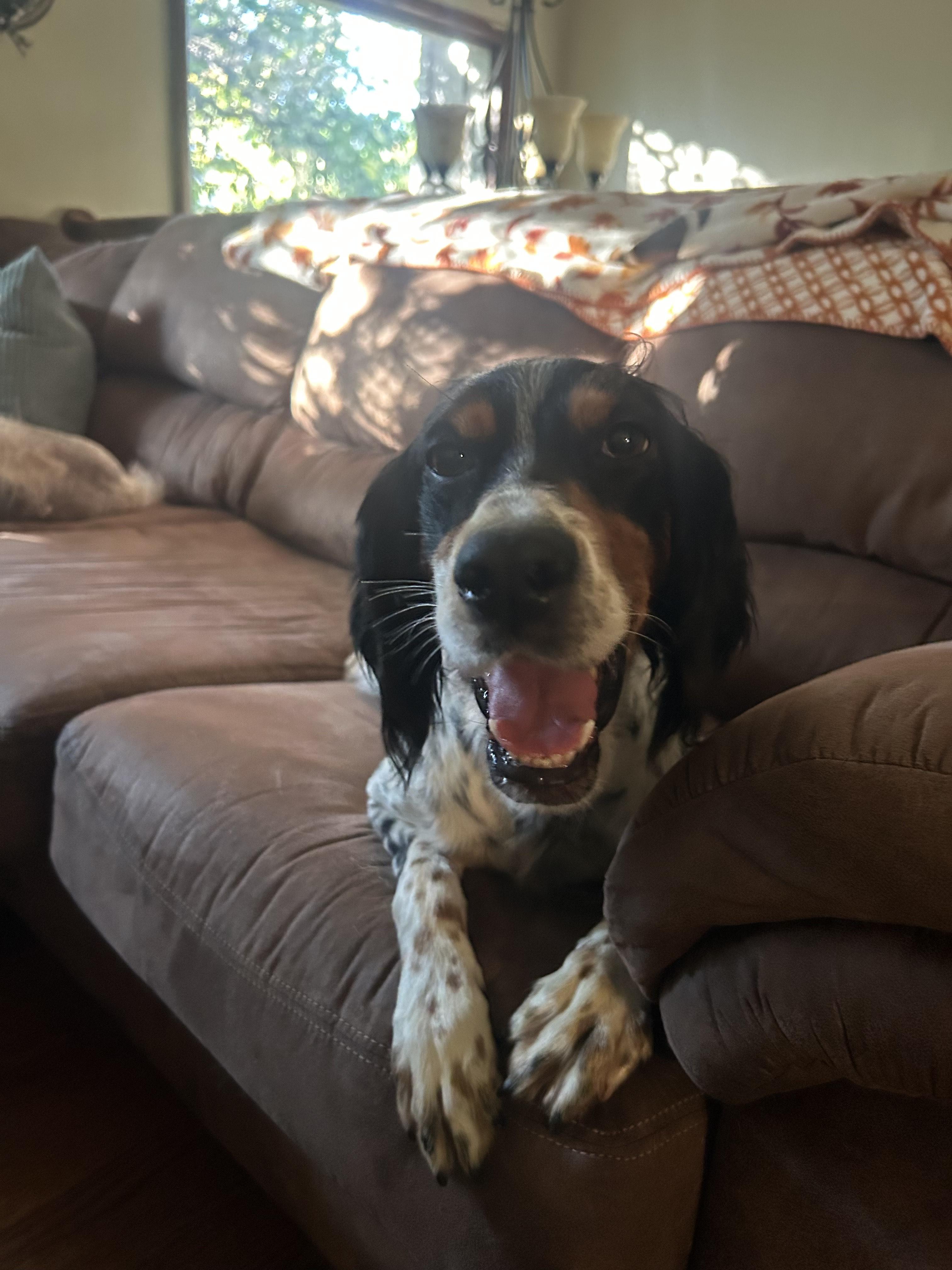 Enlarge Jilly Bean, a Adoptable English Setter in Louisville, KY image 4/5